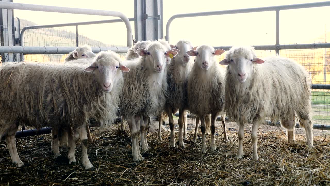 retrato de ovejas hermosas y divertidas en el granero