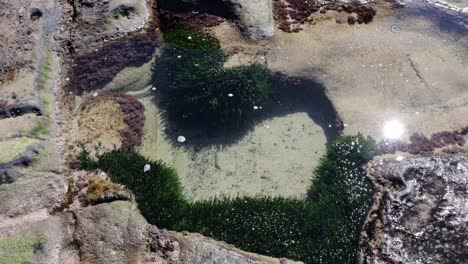 tidepool ecosystem at cave beach in jervis bay australia with green algae clinging on rocks, locked looking down shot