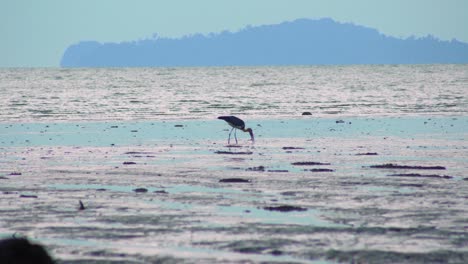 fauna menor ayudante cigüeña pájaro caminando y alimentándose encontrando comida en la playa de pantano fangoso de humedales de marea baja en malasia