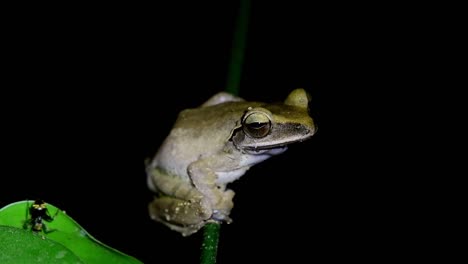 seen sitting on a big stem deep in the jungle croaking as a black big ant moves on a leaf while the light turns on and off, common tree frog polypedates leucomystax, thailand