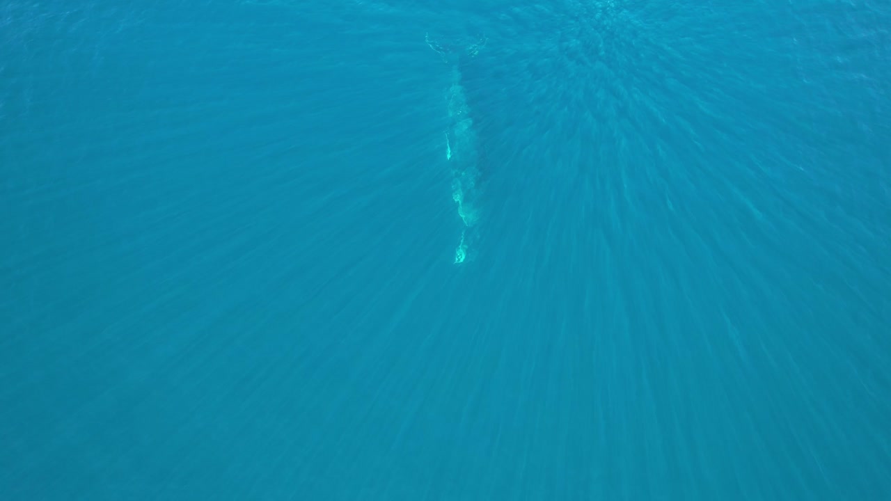 오스트레일리아  ⁇ 즈랜드 에서 새끼 고래 와 함께 물  ⁇  에서 헤엄치고 있다