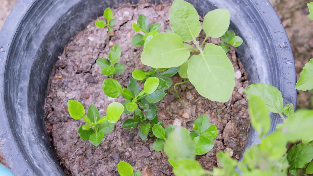 Esplora la bellezza di coltivare piante in vaso, mettendo in mostra un verde vivace in un orto domestico