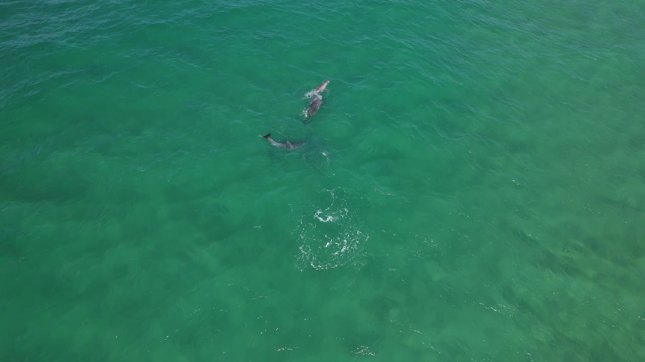 Team Of Bottlenose Dolphins Playing In Blue Sea In New South Wales, Australia