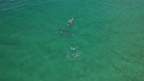 Team-Of-Bottlenose-Dolphins-Playing-In-Blue-Sea-In-New-South-Wales,-Australia