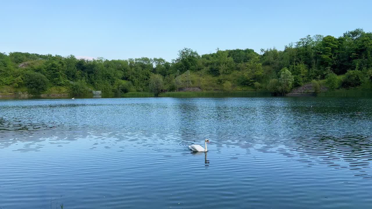 lago caldecott en rugby, warwickshire con patos y cisnes durante el verano 4k