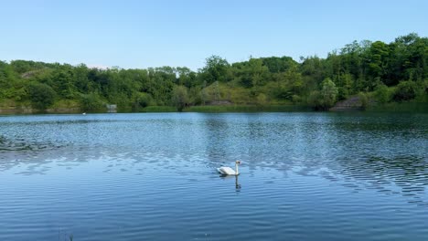 caldecott lake in rugby, warwickshire with ducks and swan during the summer 4k