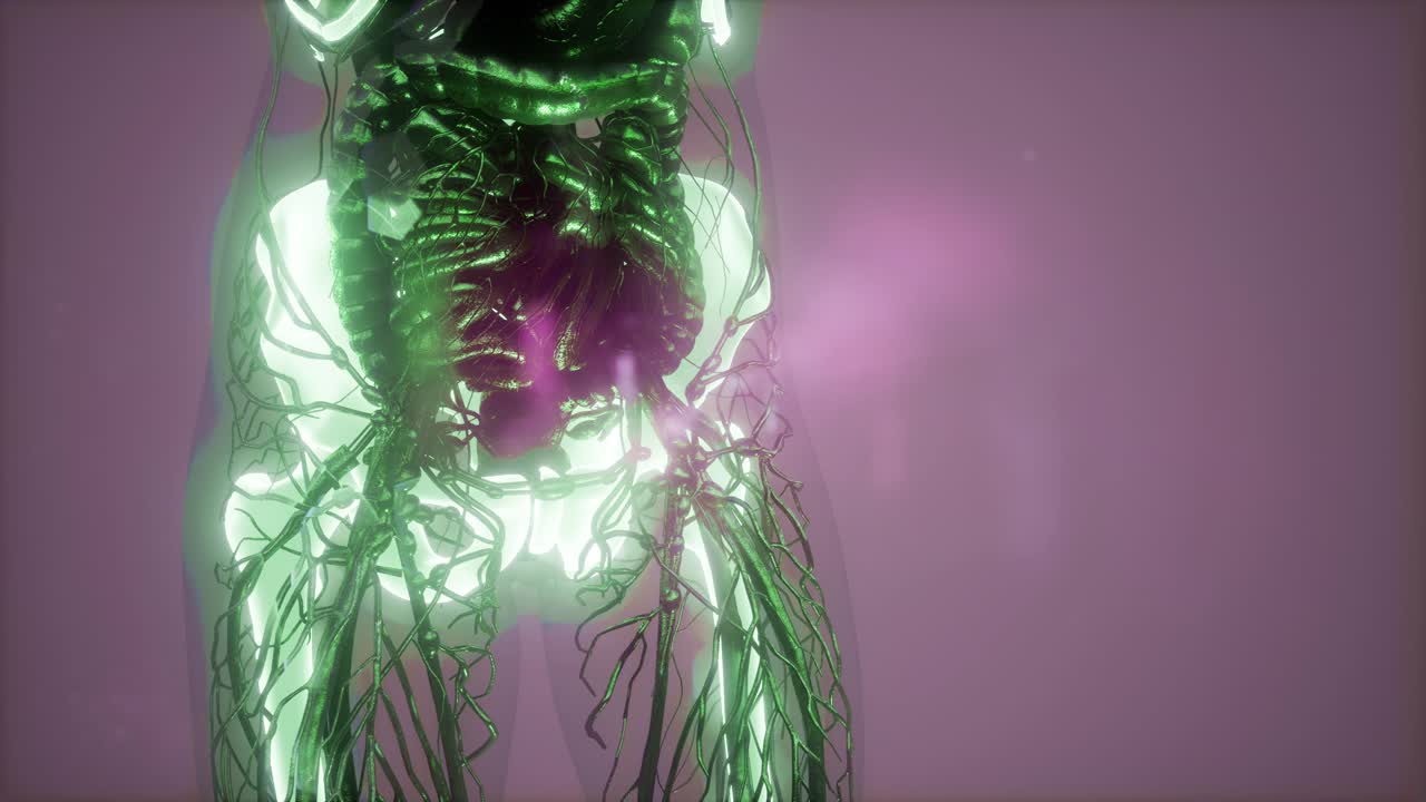 cuerpo humano con huesos esqueléticos visibles