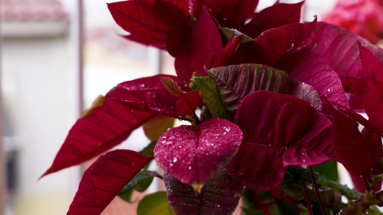 Close-up de uma vibrante poinsétia vermelha com gotas de água fresca em suas folhas, colocada em uma varanda com um fundo urbano suavemente desfocado. Decoração de Natal.