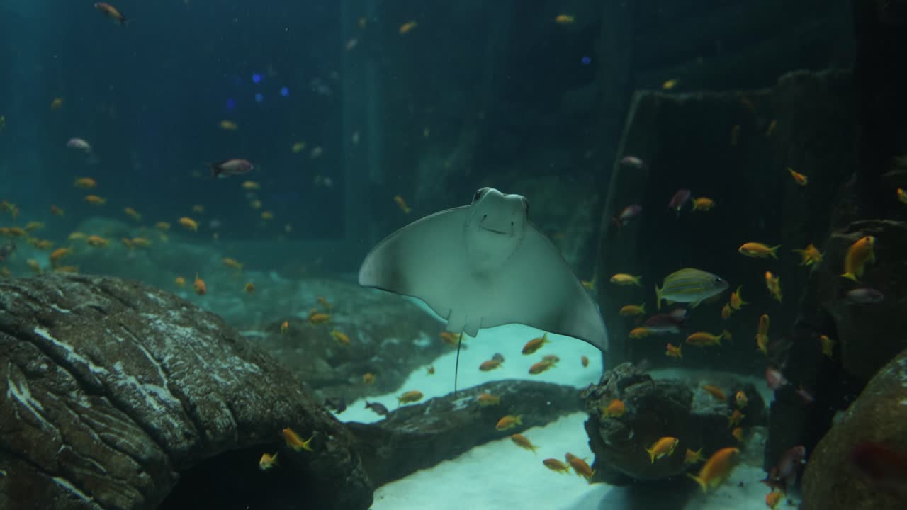 Stingray and Fish in Aquarium