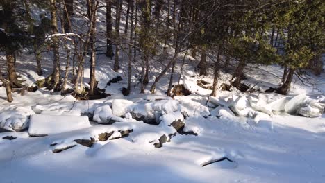 snow covered outdoor woodland forest nature outside cold weather canada north america