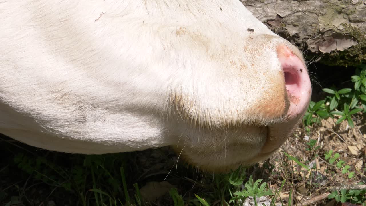 Close up of cow with Flies on the Face in 4k