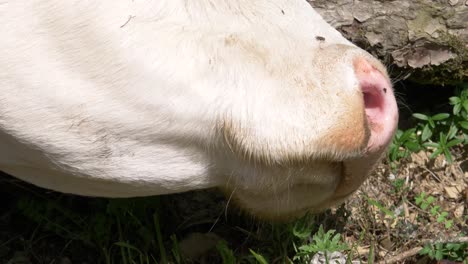 close up of cow with flies on the face in 4k