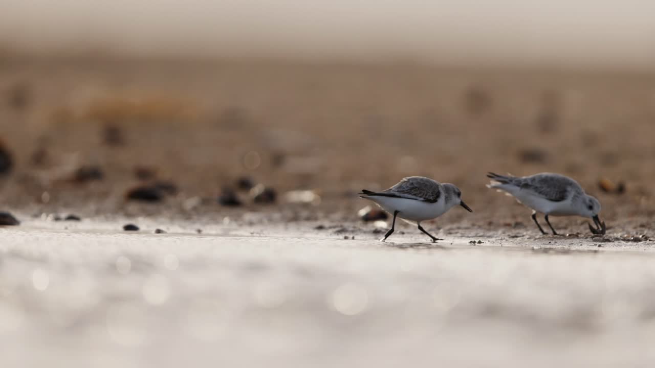 해변 에서 먹이 를 먹는 모래