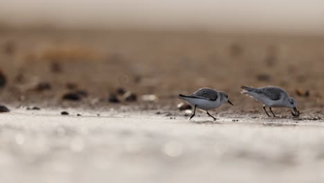 sandpipers feeding on the shore