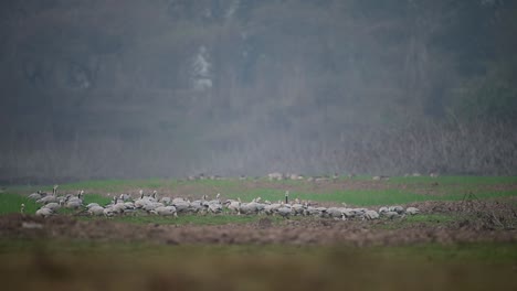 a big flock of goose grazing