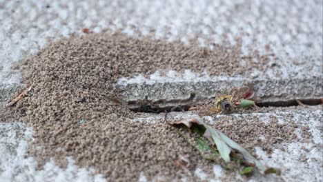 Ant-Colony-Eating-Wasp-Timelapse