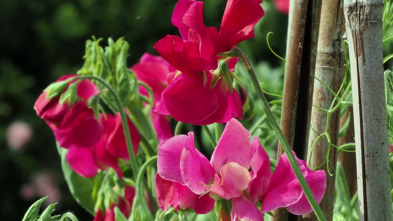Pisello odoroso rosa “Millenium” in piena fioritura che mostra sfumature di rosa e rosso.