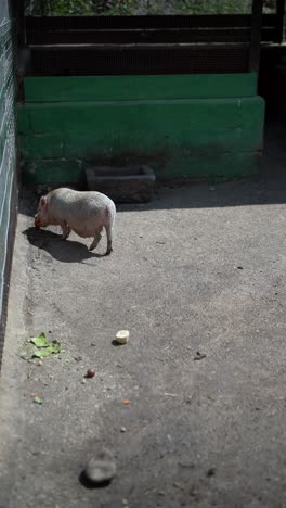 pig in a zoo enclosure