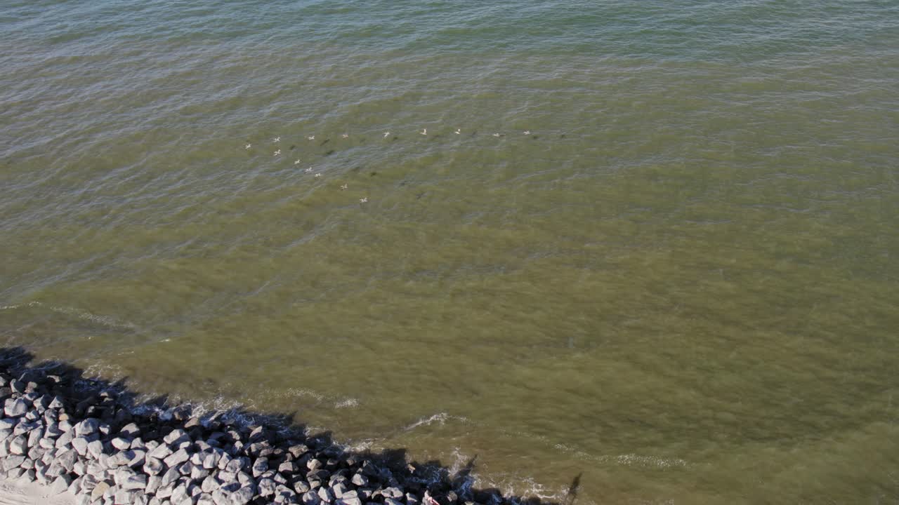 케이프 산 블라스 플로리다의 해안을 따라 비행하는 갈색 펠리컨의 av 모양의 공중 4k 영상