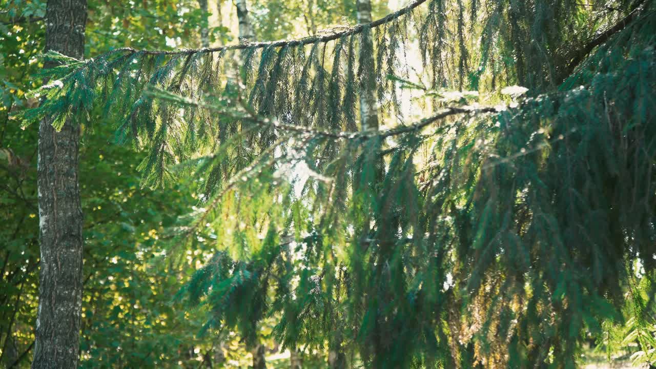 높은 나무들 사이에서 숲을 걸어다니세요.