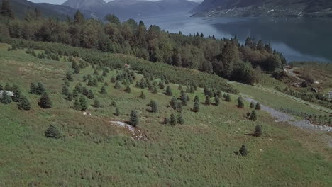 Vista-Panorámica-Aérea-De-Un-Hermoso-Paisaje-Con-Pinos-En-Los-Fiordos-De-Noruega