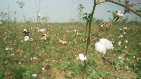 plantas de algodón listas para la cosecha, maharashtra, india