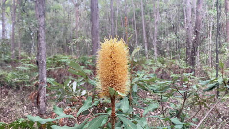 Árbol-De-Banksia-Amarillo-Australiano-Nativo-Salvaje-Con-Flores-Al-Aire-Libre-En-La-Naturaleza