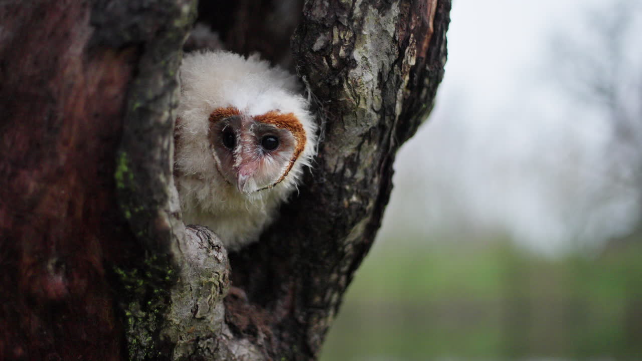 un niño búho de granero en una cavidad de árbol