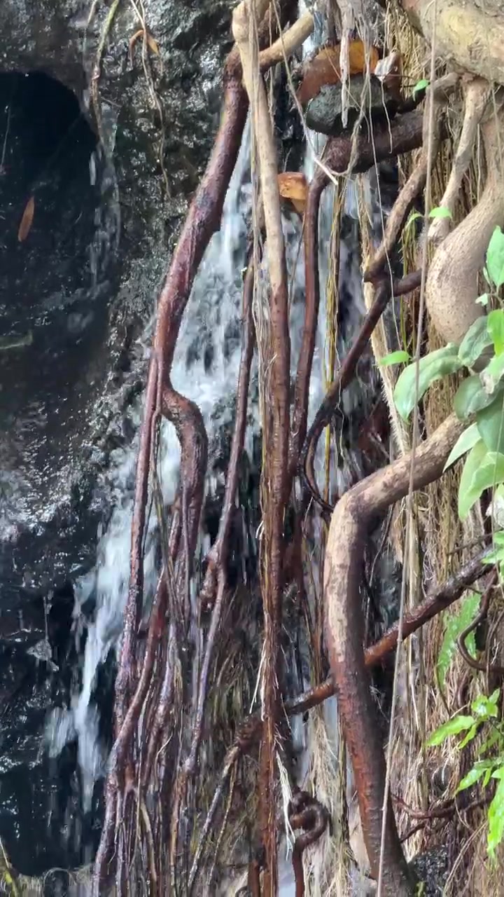Small Waterfall Cascading Over Mossy Rocks and Tree Roots