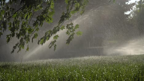 Sunrise-through-sprinklers-in-the-suburbs---static