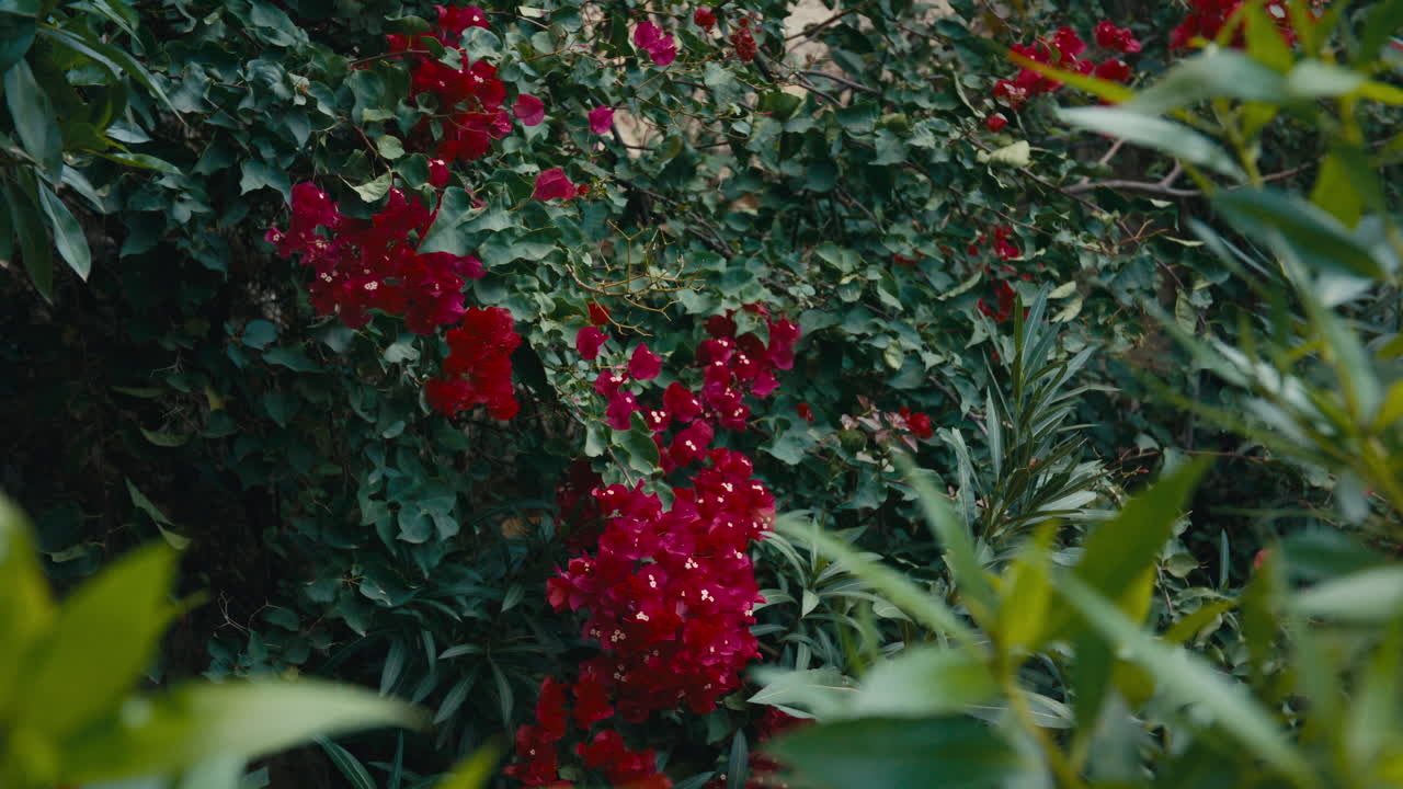 Detailed natural composition showing blooming red bougainvillea in lush green garden. Foreground blur creates depth and intimacy