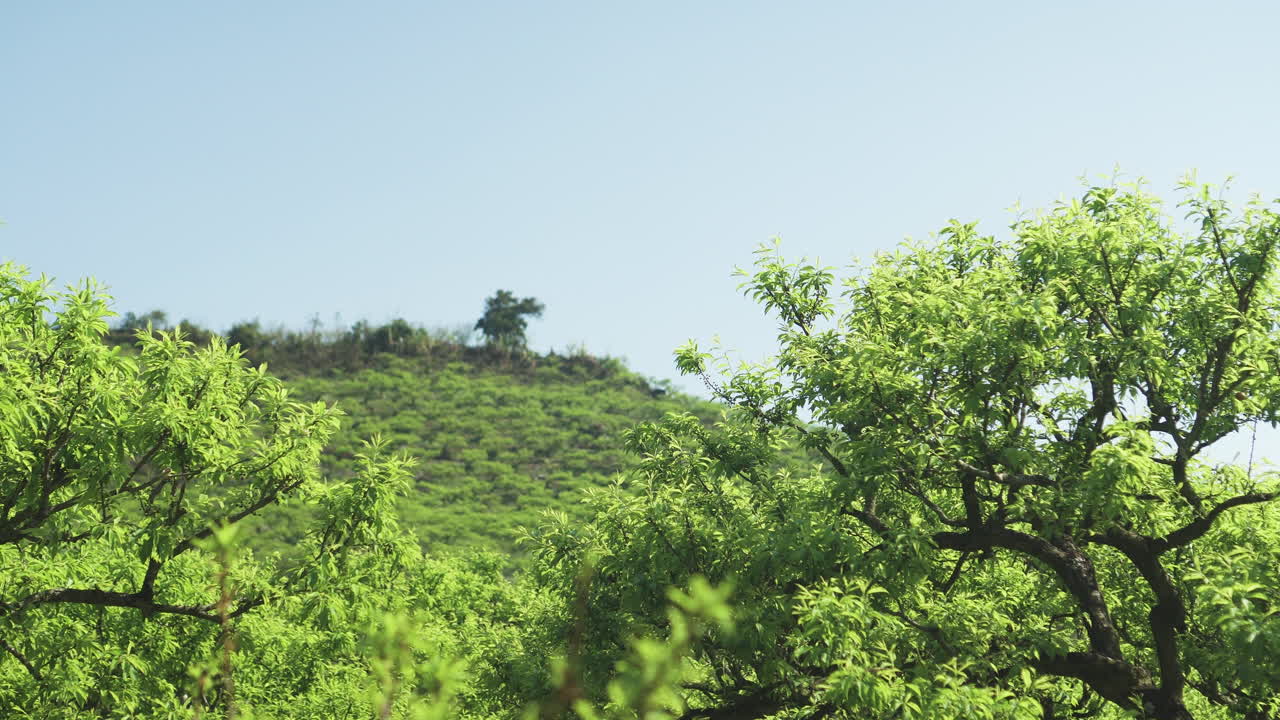 A peaceful shot of trees standing tall with a hill rising in the distance. Great for nature, landscape, or environmental projects showcasing calm, scenic beauty.