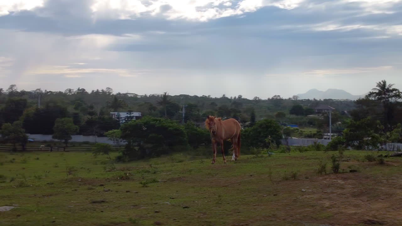 imágenes cinematográficas de drones de caballos en un campo comiendo hierba, sacudiendo sus crines con un hermoso paisaje con nubes y el sol en el fondo, aérea