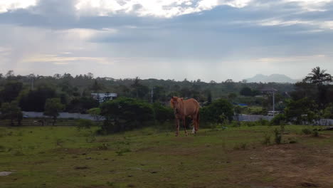 Imágenes-Cinematográficas-De-Drones-De-Caballos-En-Un-Campo-Comiendo-Hierba,-Sacudiendo-Sus-Melenas-Con-Un-Hermoso-Paisaje-Con-Nubes-Y-El-Sol-En-El-Fondo,-Aéreo