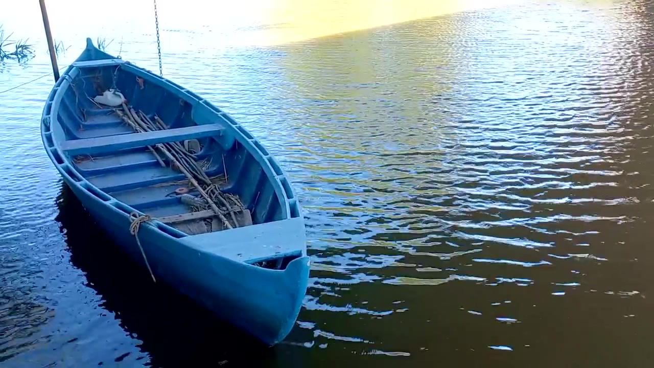 Barca blu artigianale dai campi del Mondego, Coimbra, Portogallo.