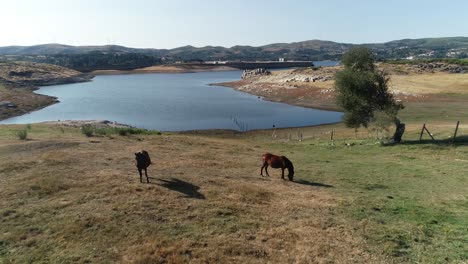 horse in nature aerial view