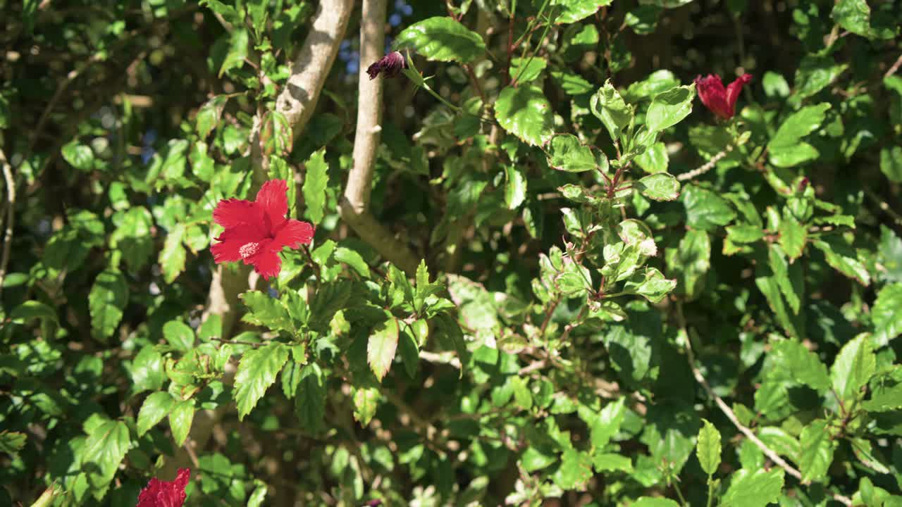 Un singolo fiore di ibisco rosso e le foglie ondeggiano mentre una leggera brezza inizia in un arbusto illuminato dal sole
