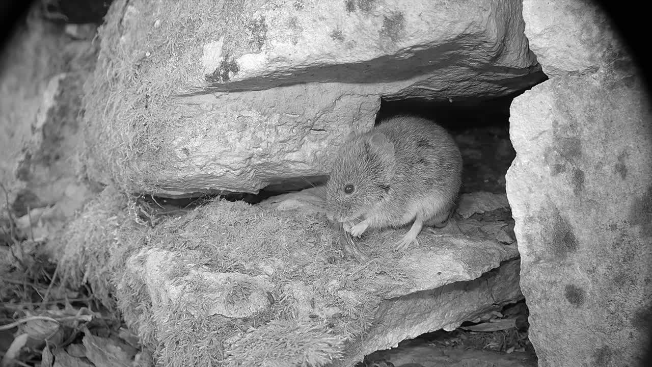 Bank vole (Clethrionomys glareolus) has found a maple seed and is eating it among the rocks at night. Estonia.