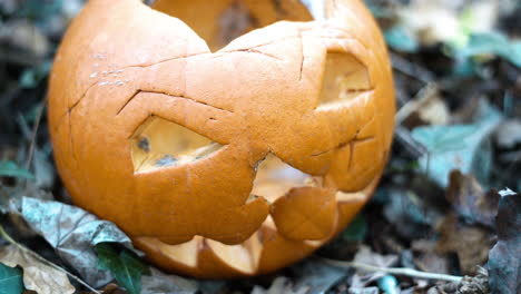 a pumpkin decaying in the woods