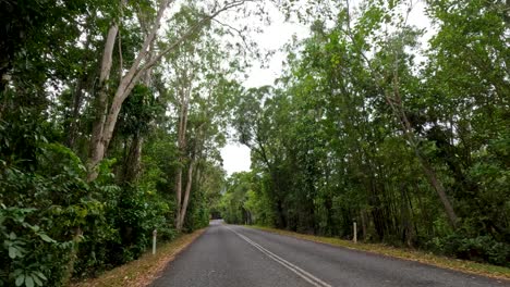 a serene drive along a forested road in port douglas, showcasing dense greenery and tranquil surroundings under soft, natural lighting