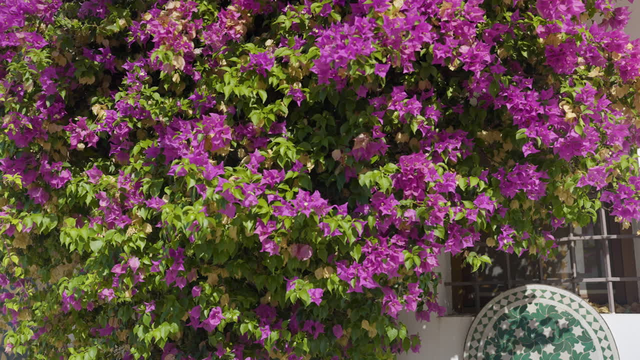 Bougainvillea Vines on a White House Exterior