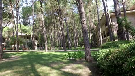 house in the middle of the forest