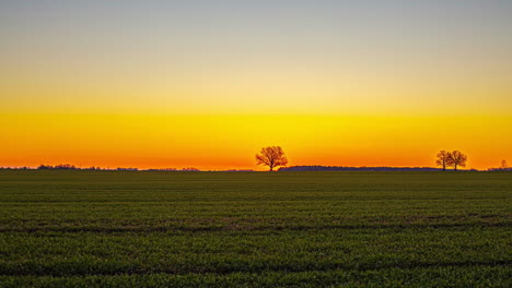 vibrant sunrise over an open field with two trees silhouetted against a colorful sky