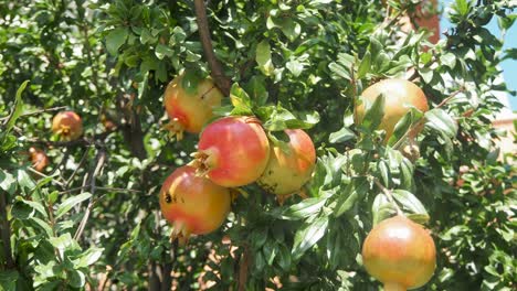 Wilder-Granatapfel-Auf-Einem-Baum,-Hausgarten,-Granatapfelbaum-Am-Sonnentag