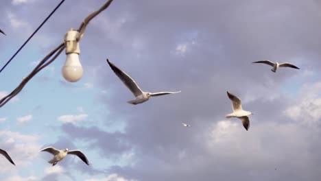 birds flying next to the boat in search of food in istanbul