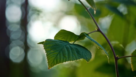 spring leaf tree forest closeup in meditative calm green sunlight woodland.