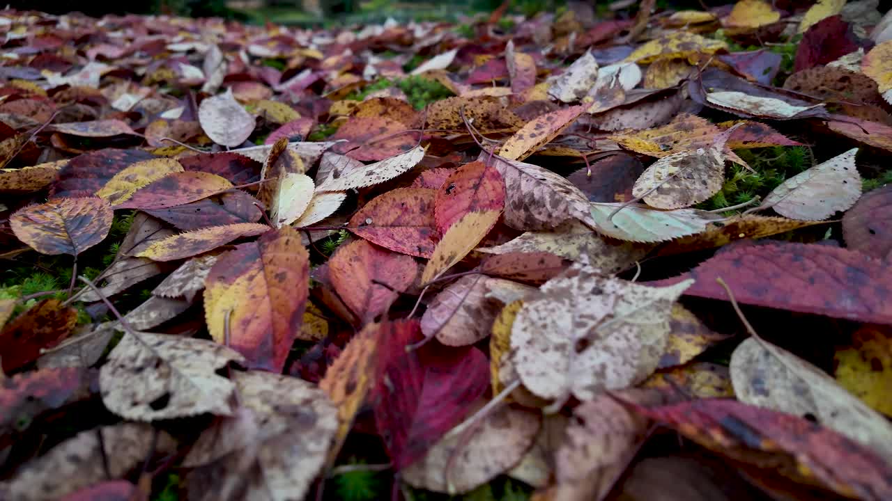 Hojas de otoño coloridas caídas esparcidas por el suelo de un bosque. Toma de avance.