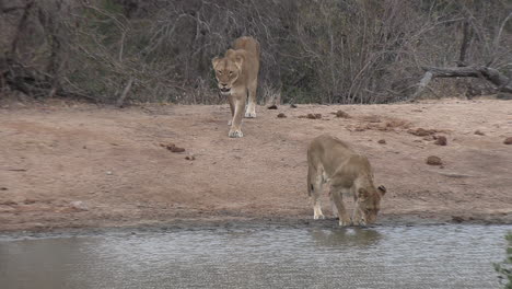 las leonas se acercan a un pozo de agua para saciar su sed