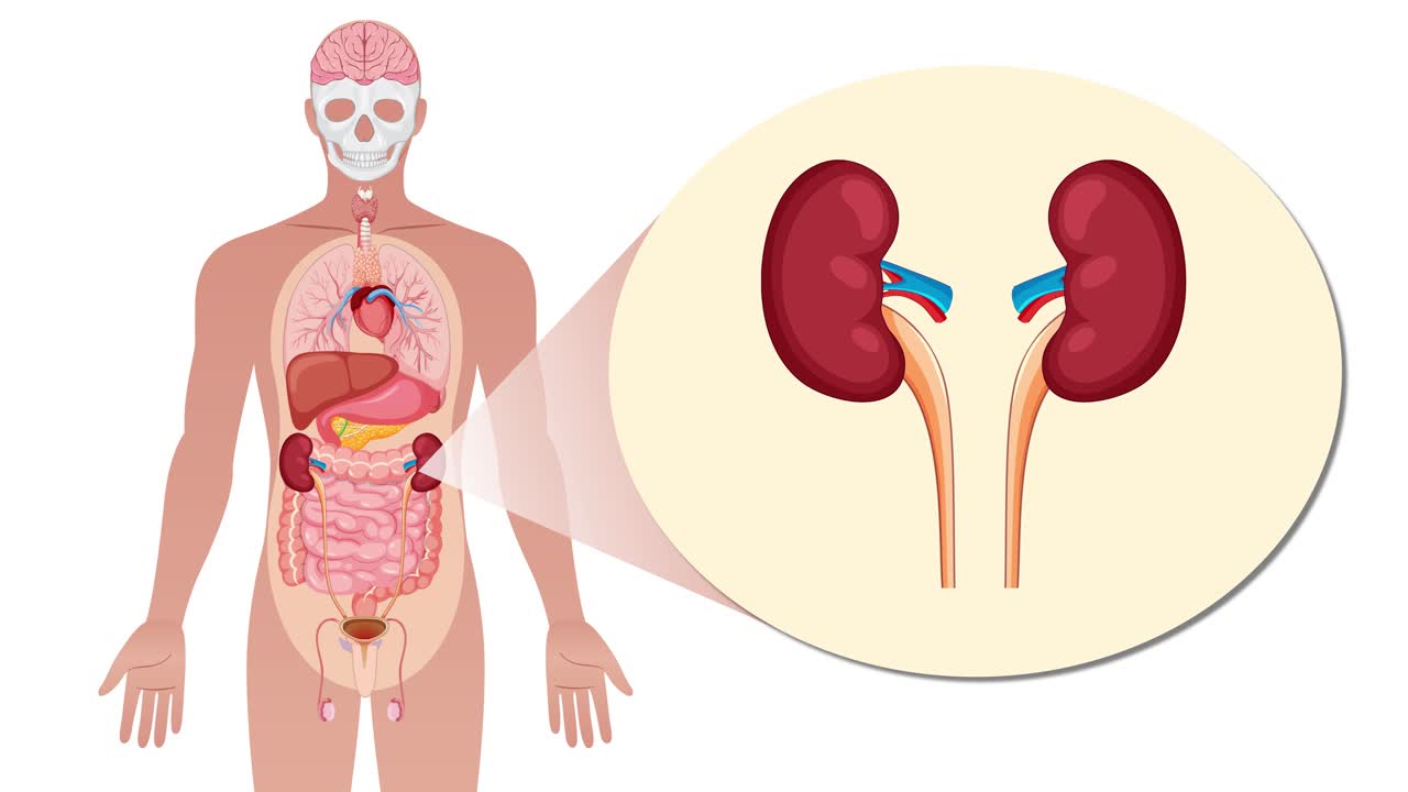 Animation transitions from a full-body anatomical illustration to a close-up of the kidneys, highlighting their location and structure with smooth zoom and overlay effects