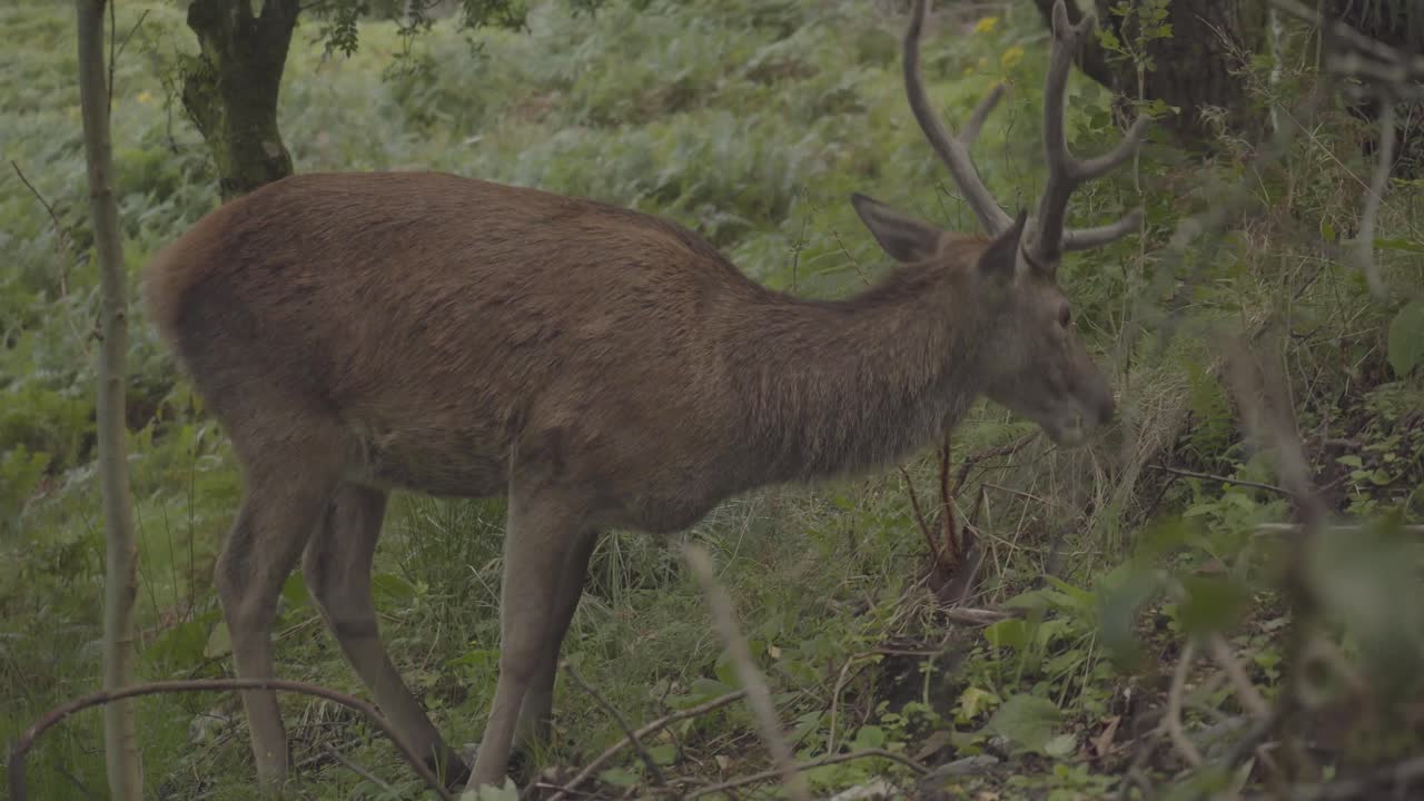 ciervos con cuernos largos pastando en los bosques de escocia reino unido